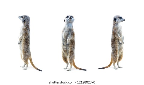 Portrait of a three meerkats standing and looking alert isolated on white background. - Powered by Shutterstock