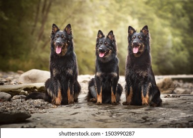 Portrait Of Three Shepherds. Dog Friends Are Sitting On A Stone. Three Happy Dogs.