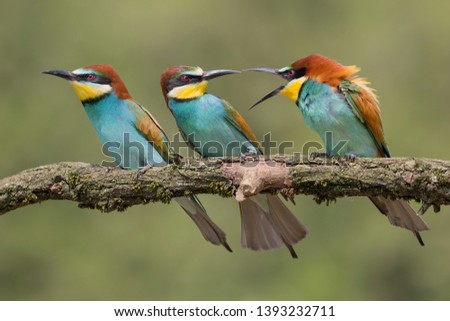 Similar – Three birds perched on a branch