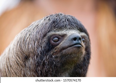 Portrait of three-toed sloth, Bradypus variegatus, Libertad, Peru स्टॉक फोटो