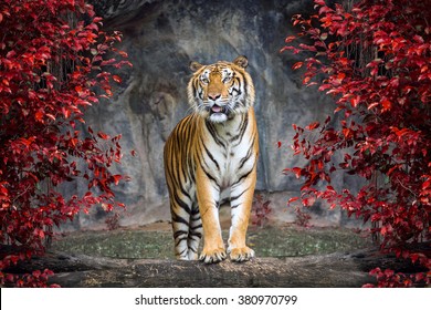 Portrait of the tiger.