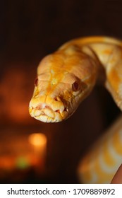 263 Lavender Albino Python Images, Stock Photos & Vectors | Shutterstock