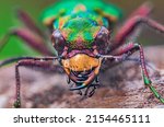 Portrait of Tiger Beetle - Cicindela campestris, background with beetle