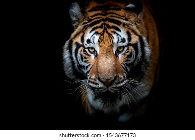 Portrait of a Tiger with a black background - Shutterstock ID 1543677173