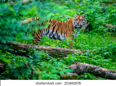 Portrait Of A Tiger In The Wild Habitat