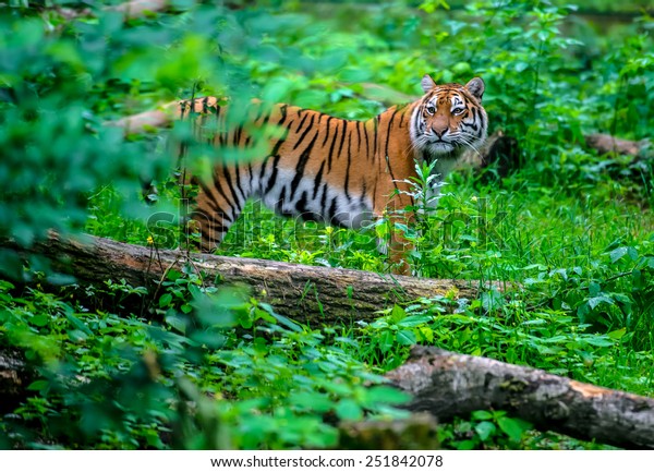 Portrait of a Tiger in the\
wild habitat
