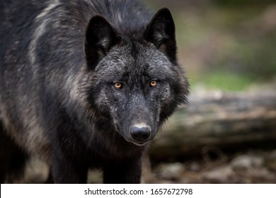 228 Eastern timber wolf Images, Stock Photos & Vectors | Shutterstock