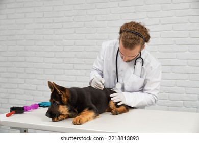 Portrait Of Tired Black And Brown German Shepherd Lying On The Table In White Cabinet And Veterinarian In White Lab Coat And Wearing Gloves Focusing Giving Shot. Providing Medication To Dog Patient 