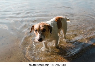 Portrait Of Tired Sad Wet Dog Standing In Water On Shore And Looking At Camera. Purebred Pet Jack Russell Terrier Outdoors.