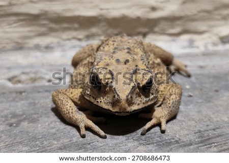 Portrait of a toad or frog lying face down on a concrete floor