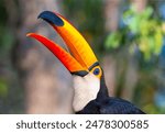 Portrait of Toco toucan (Ramphastos toco) with a big colored beak. Close-up. Brazil. Pantanal.