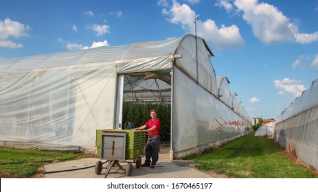 Portrait Of Tomato Grower At Commercial Greenhouse Farm. Farmer Standing In Front Of The Polytunnel Beside Plastic Crates With Freshly Harvested Tomato. Vegetable Growing. 