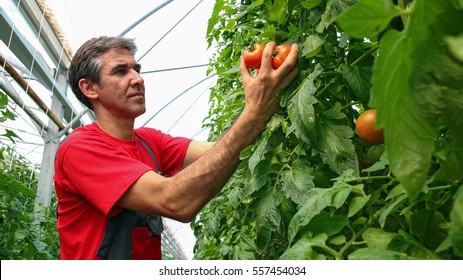 Portrait Of Tomato Grower In Poly Tunnel. Food Production In Commercial Greenhouse.
Portrait Of A Farmer With Ripe, Red Tomatoes In His Hand.