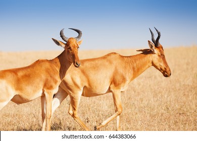 Portrait Of Topis In Masai Mara National Reserve