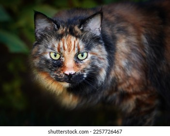 Portrait of Tortoiseshell Cat on nature background