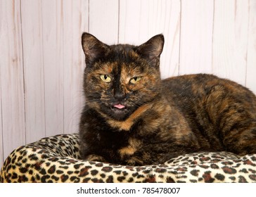 Portrait of a tortoiseshell cat, or tortie, looking at viewer, eyes squinty and tongue sticking out. Laying on a cheetah print bed with wood panel background
