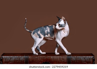 Portrait of a tortoiseshell Sphynx cat in dynamics on a brown background.