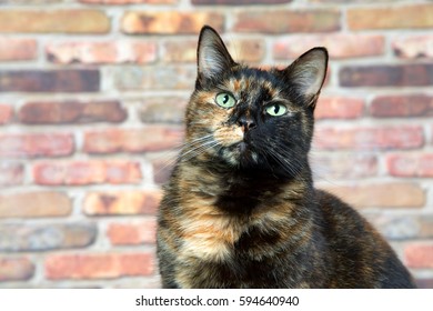Portrait of a Tortoiseshell Tortie cat by brick wall looking above viewer. Tortoiseshell cats with the tabby pattern as one of their colors are sometimes referred to as a torbie.