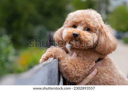 Portrait of a toy poodle