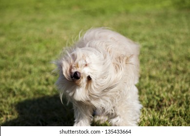 Portrait Of A Toy Poodle Dog Sitting In An Urban Park, Shaking Its Head.