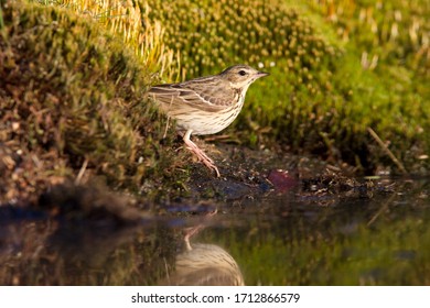 Portrait of a Tree pipit on the Lemelerberg, the Netherlands