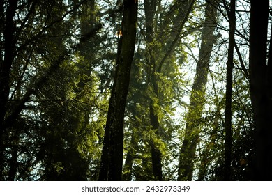 portrait of trees in a forest during spring time