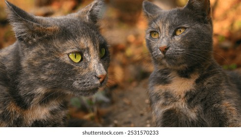 Portrait of a tricolor cat with green eyes, two cats close-up. - Powered by Shutterstock