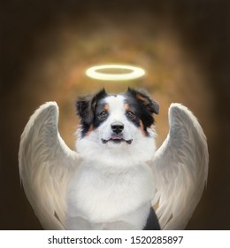 Portrait of a tricolor dog with a halo and wings. A dog with angel wings. Australian shepherd on the street in the fall in the woods.