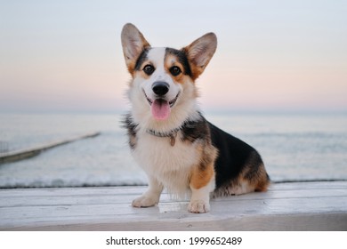 Portrait of tricolor Welsh Corgi Pembroke close up against background of blue sea and pink dawn sky. Beautiful little English shepherd dog. Corgi is sitting with small paws on white wooden bench. - Powered by Shutterstock