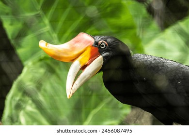 Portrait of the tropical bird hornbill. - Powered by Shutterstock