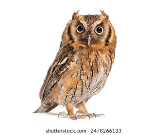 portrait of a Tropical screech owl, Megascops choliba, looking at the camera, isolated on white