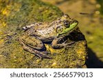 A portrait of a true frog on the mossy stone. Arizona