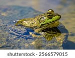 A portrait of a true frog in the water. Arizona