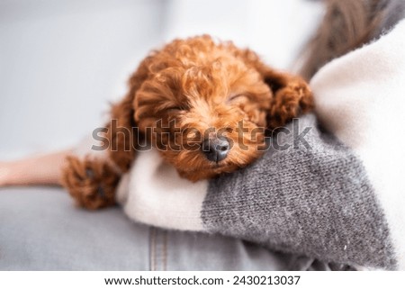 Portrait of the truffle or nose detail of a cinnamon brown poodle toy puppy. He is asleep on his owner's arm. Sleep, Trust, Trust, tenderness and love between pet and owner. Bokeh