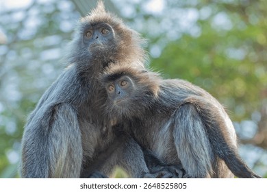 portrait of Tufted gray langur Semnopithecus priam, Madras gray and Coromandel sacred langur. grey funny shaggy monkey living free in natural habitat. Mother and cub