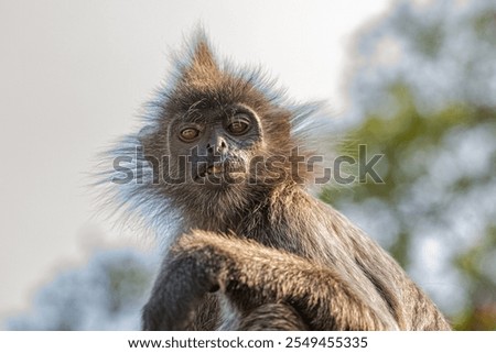 portrait of Tufted gray langur Semnopithecus priam, also known as Madras gray langur, and Coromandel sacred langur. grey funny shaggy monkey living free in natural habitat, in Malaysia city park