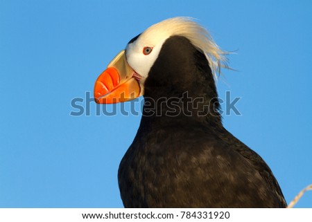 Portrait of a TUFTED PUFFIN looking into the distance on a summer evening