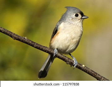 Portrait of Tufted Titmouse resting on branch
