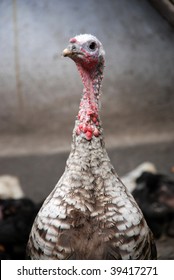 Portrait Of Turkey Bird