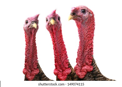 portrait  turkey  isolated on a white background.
