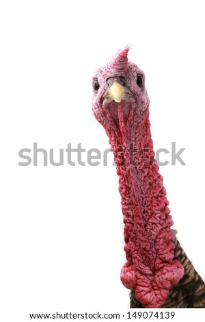 portrait  turkey  isolated on a white background.