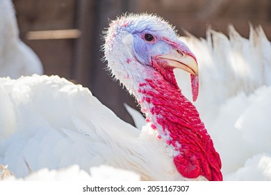 Portrait of a turkey with white feathers.