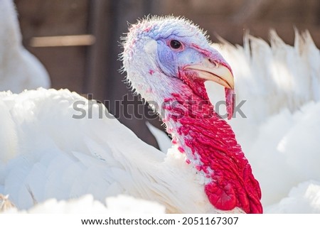 Portrait of a turkey with white feathers.