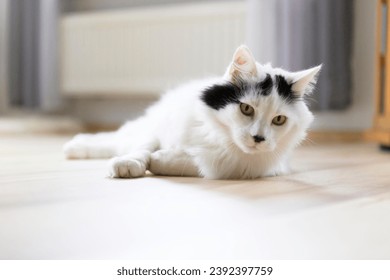 Portrait of a Turkish Angora Cat at home