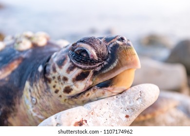 
portrait to a turtle