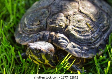 40 Macquarie river turtle Images, Stock Photos & Vectors | Shutterstock