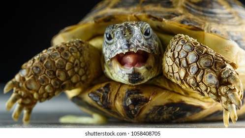 4,124 Mouth of turtle Images, Stock Photos & Vectors | Shutterstock