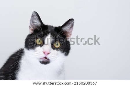 portrait of tuxedo cat looking at camera surprised or shocked on white background