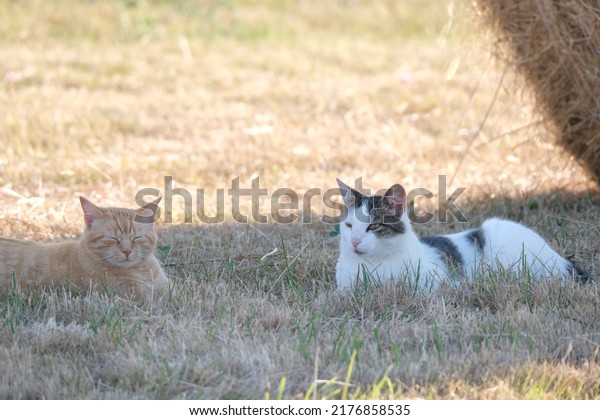 Portrait of two adorable cats. Abandoned, they\
were taken in and found each other, they get along wonderfully and\
have never left each other\
since.