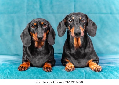 Portrait of two adorable dachshund dogs with a gaze that obediently lie on a turquoise sofa, front view. Great representatives of two generations of breed kennel.
